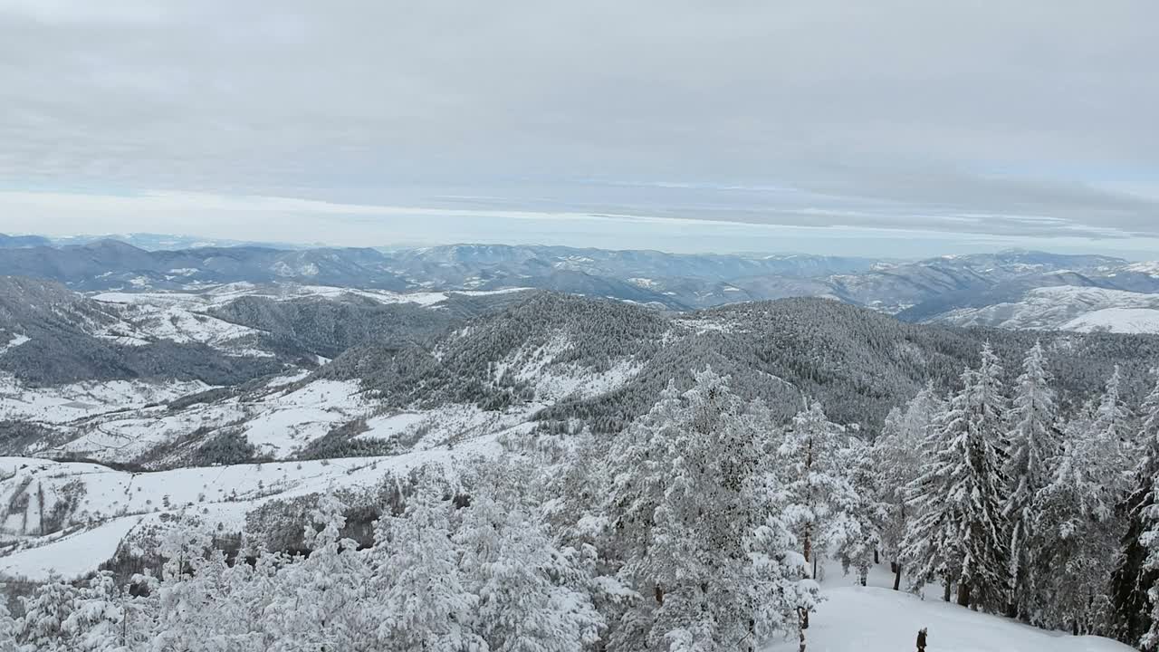 冬季森林无人机拍摄到的覆盖着积雪的树木视频素材