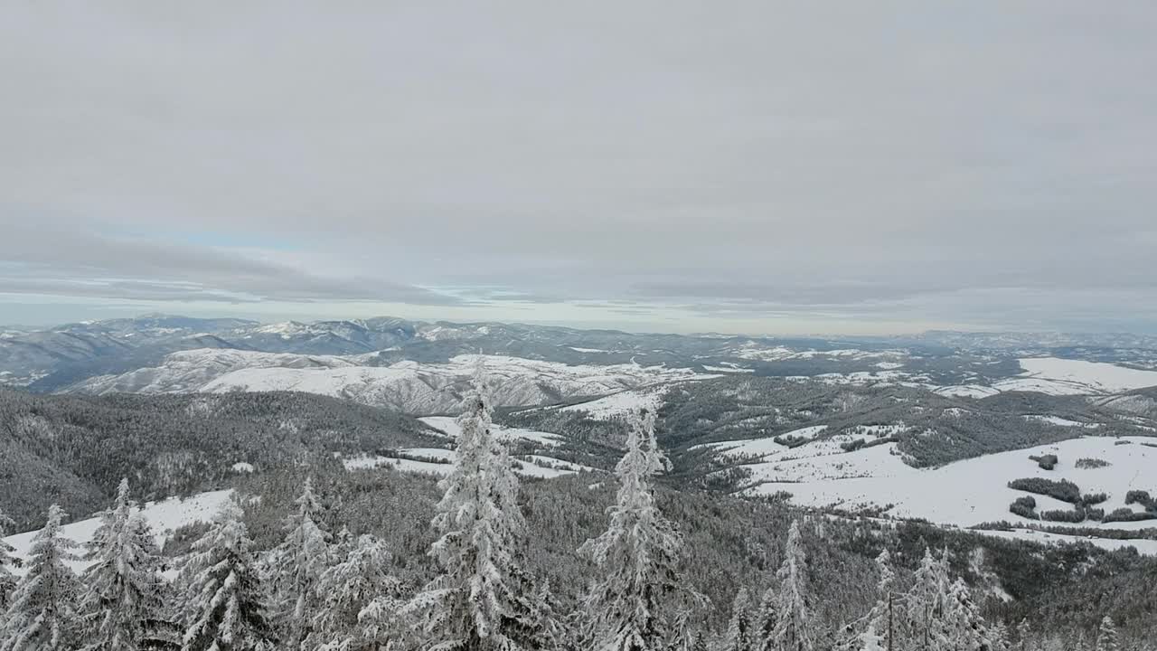 霜冻的冬季景观在雪林鸟瞰图视频素材