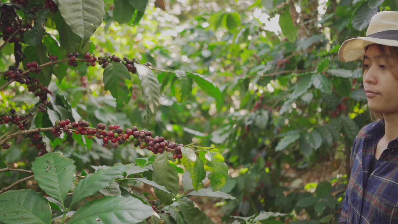 在收获季节，年轻的泰国农场工人站在绿色的咖啡树丛中采摘新鲜的樱桃视频素材