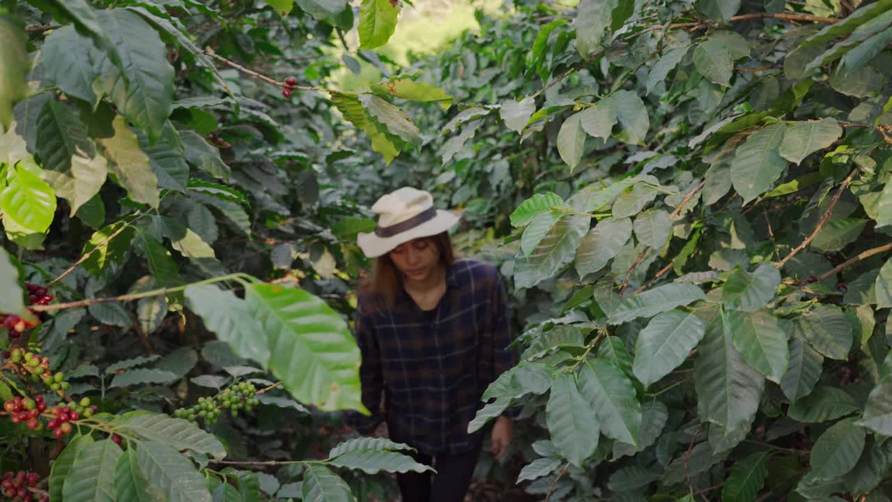 在收获季节，年轻的泰国农场工人站在绿色的咖啡树丛中采摘新鲜的樱桃视频素材