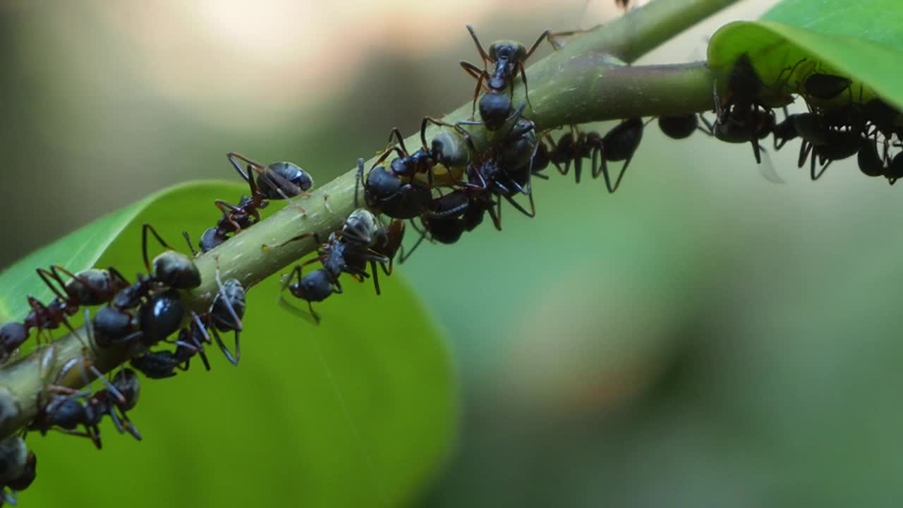 叶类植物上的一群黑蚂蚁视频素材