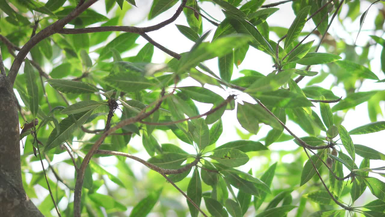 雨点落在一片新叶子上视频素材