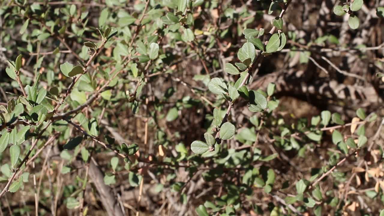 大洋蕨(Ceanothus megacarpus leaf - topanga) sp - 012121 v a视频素材