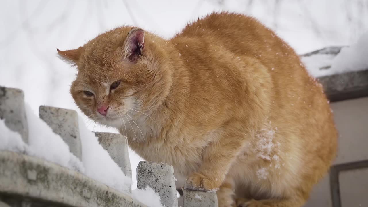 美丽的姜黄色魅力猫与粉红色的鼻子坐在篱笆下的绒毛白色飘落的冬天视频素材