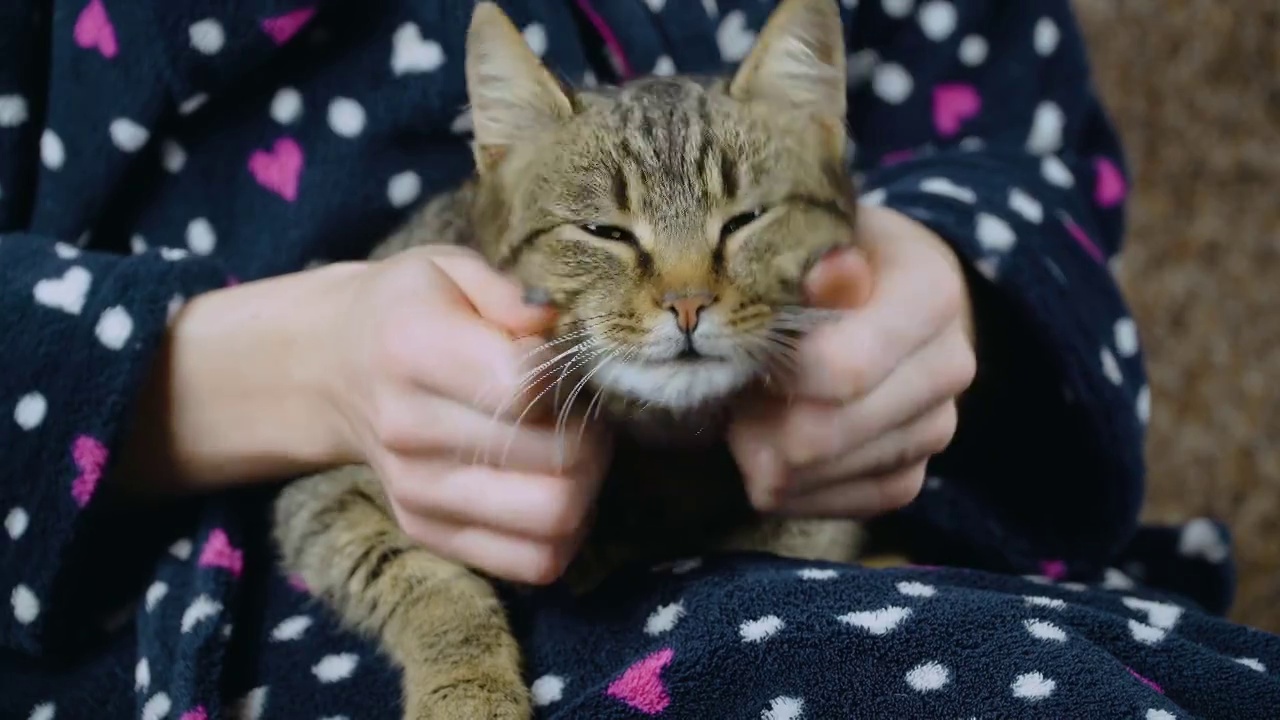 近距离的女人玩她的姜斑猫视频素材