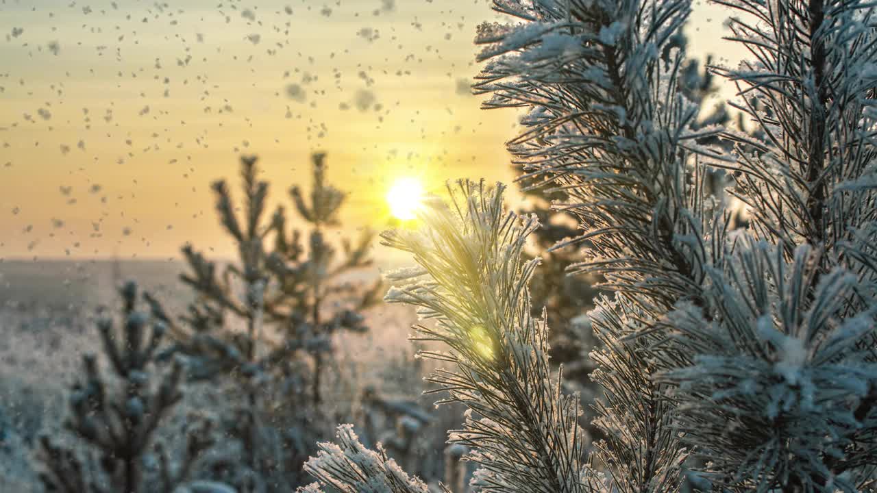 冬天白雪覆盖的森林里下着柔和的雪。美丽的冬季风景在夕阳下，松树枝在雪中视频素材