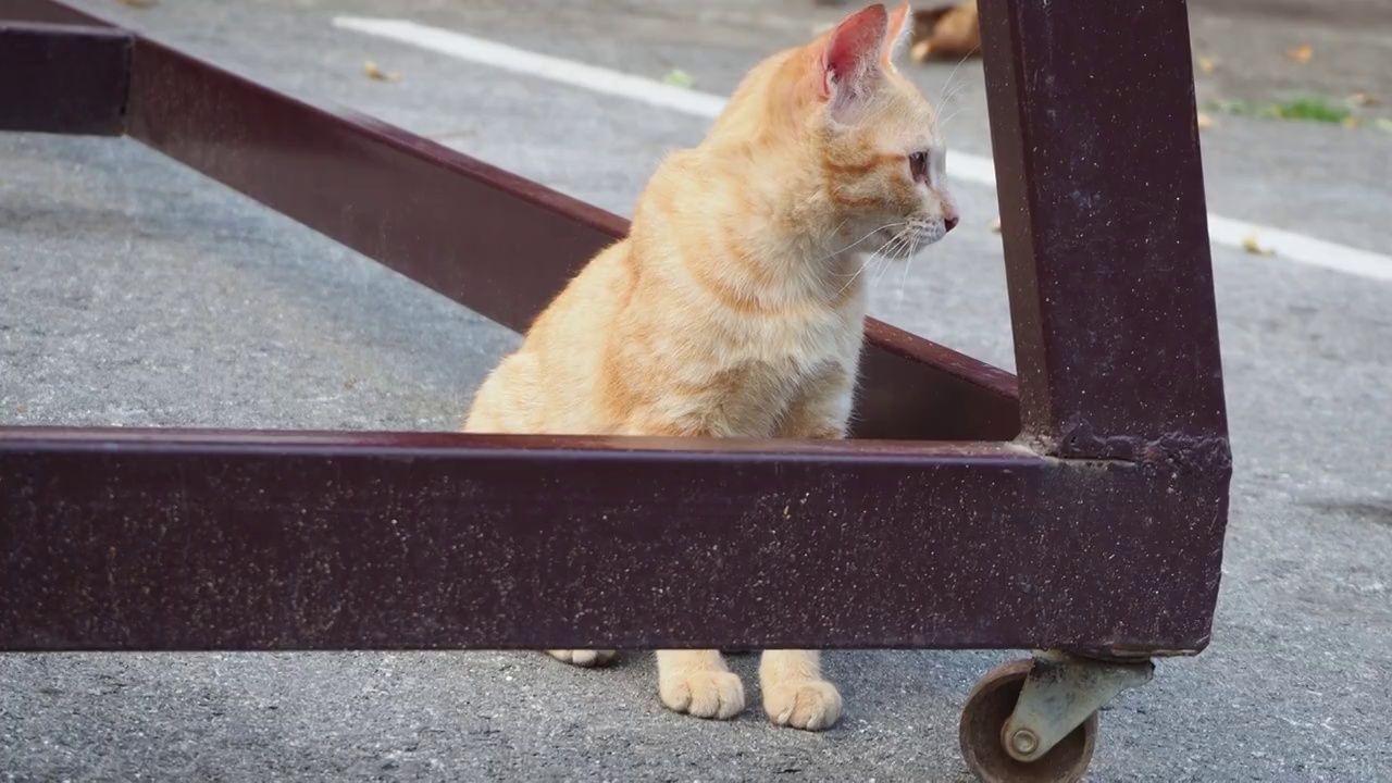 小猫坐在地上视频素材