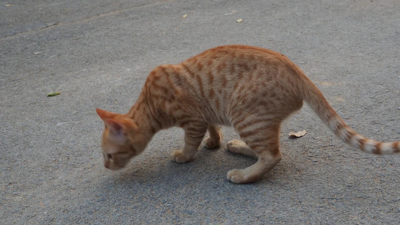 小猫坐在地上视频素材