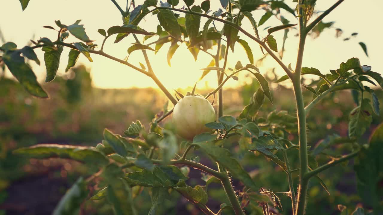 灌木上的绿番茄。一个生的西红柿。早晨的阳光透过幼苗的叶子。视频素材