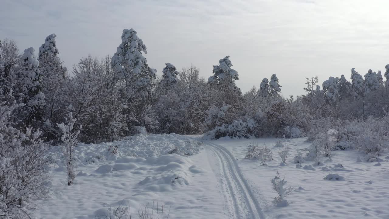 向雪林缓慢飞行的4K无人机视频视频素材