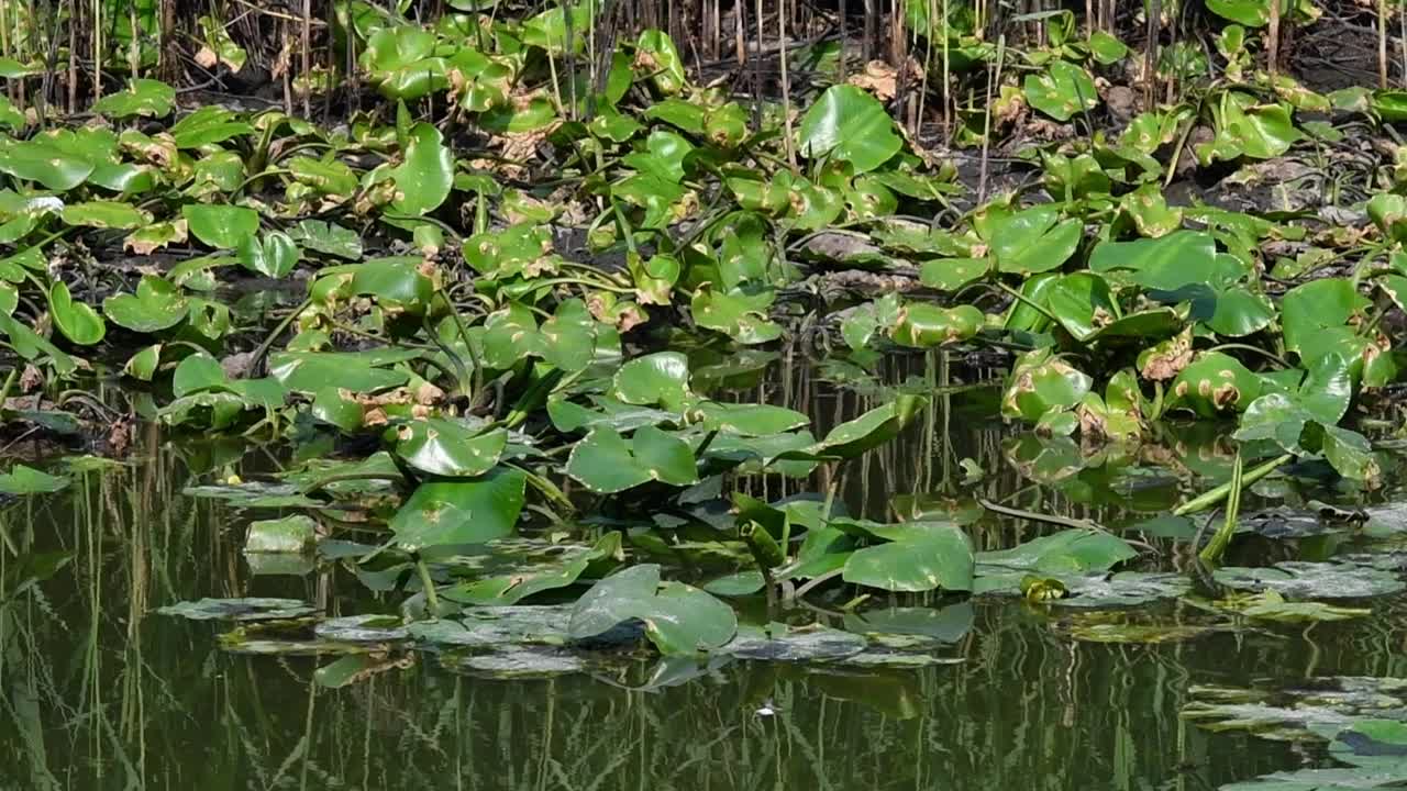 灰鹭(Ardea cinerea)在池塘/湖的浅水中走进画面视频素材