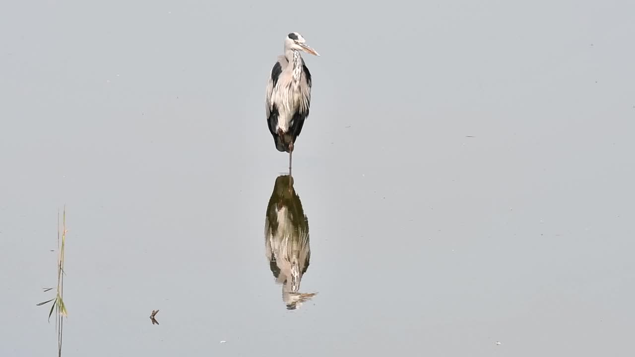 在池塘/湖泊的浅水中，一只苍鹭(Ardea cinerea)向相机走去，其他苍鹭飞过视频素材