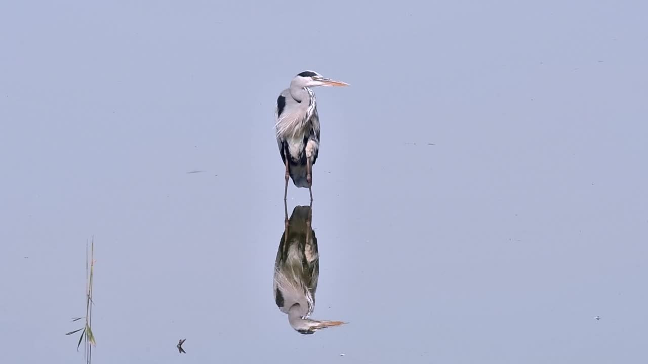 灰鹭(灰鹭)在池塘/湖泊的浅水中整理羽毛视频素材