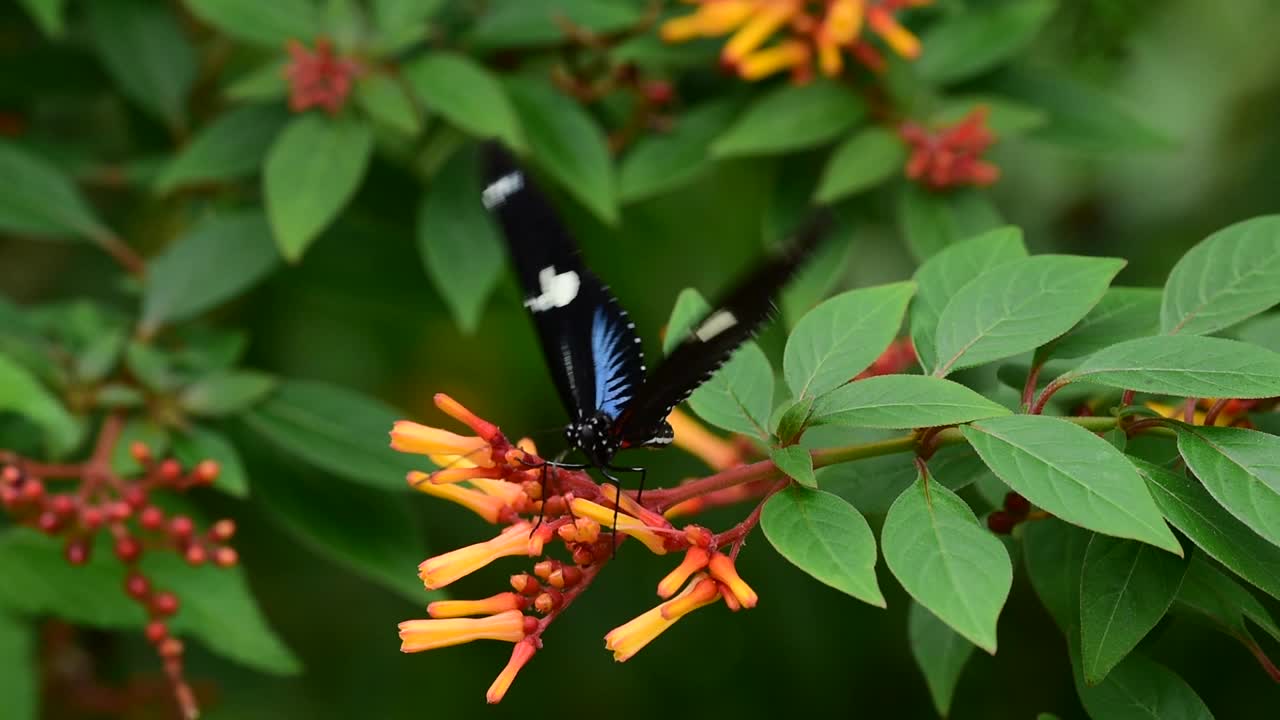 萨拉龙翅(Heliconius Sara)新热带蝴蝶，发现于墨西哥到亚马逊盆地和巴西南部视频素材