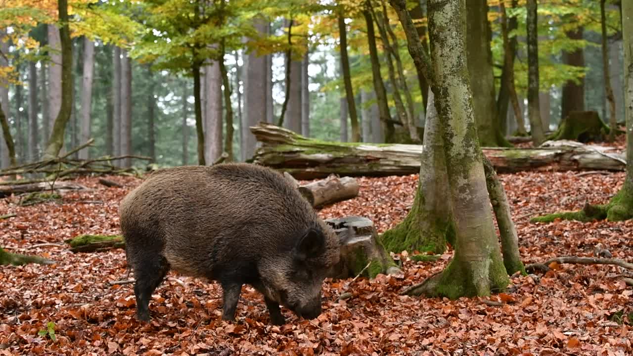 野猪在秋天的森林中觅食，用鼻子在落叶层中挖掘寻找山毛榉坚果视频素材