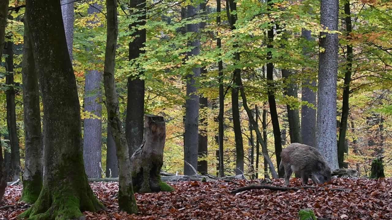 野猪(Sus scrofa)与幼仔在秋季森林觅食，用鼻子在落叶层中挖掘寻找山毛榉坚果视频素材