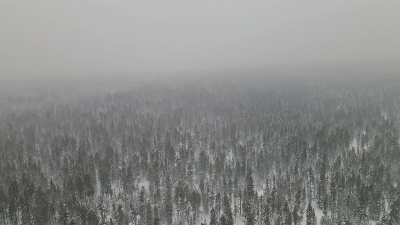 一场大雪覆盖了松树林，这是一种恶劣的天气视频素材