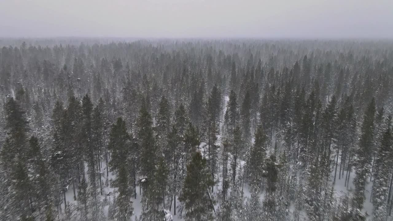 一场大雪覆盖了松树林，这是一种恶劣的天气视频素材