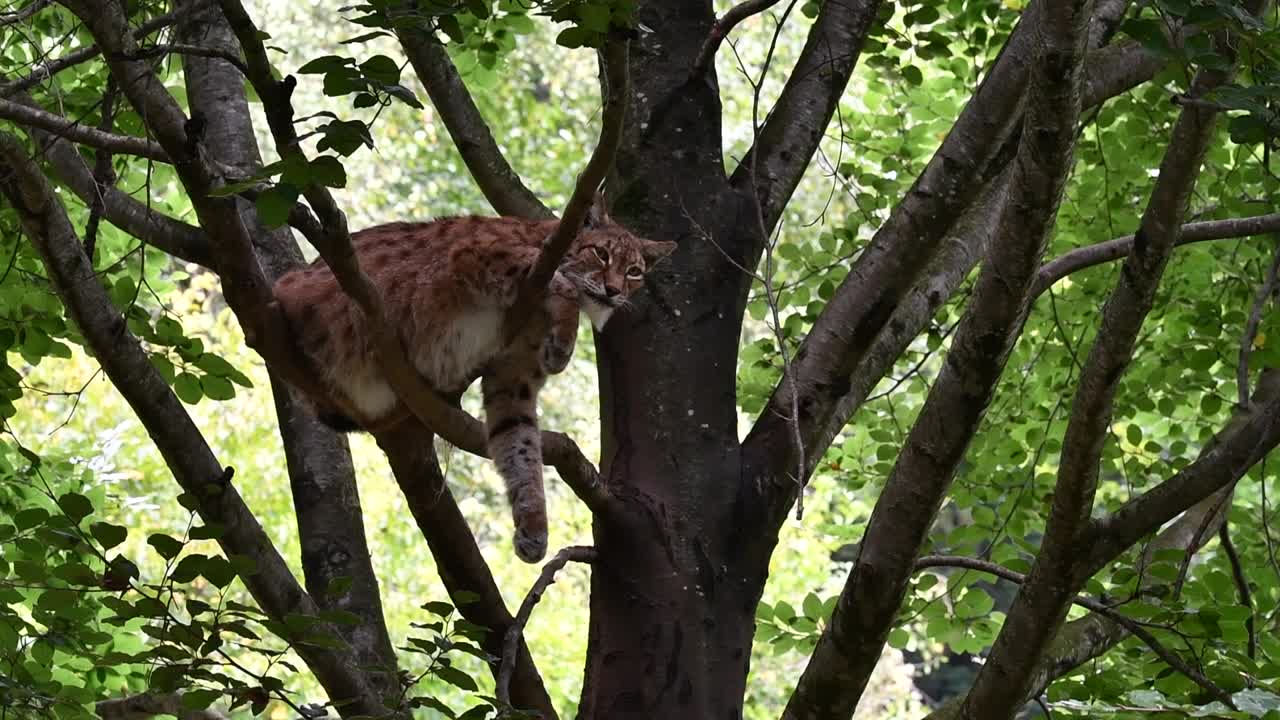 在树上休息的欧亚猞猁(山猫)视频素材