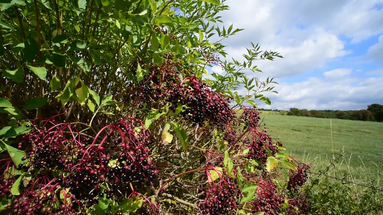 欧洲接骨木(黑接骨木)，在夏季/秋季显示出下垂的黑色浆果串视频素材