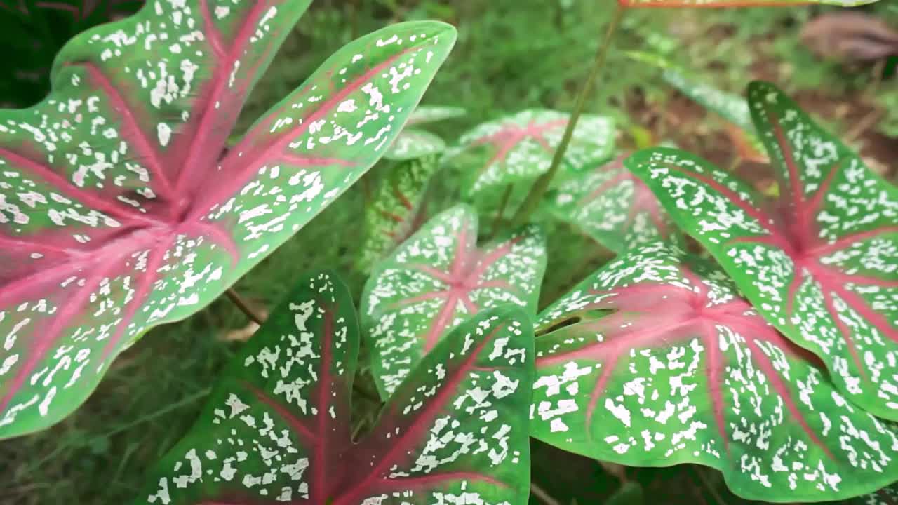 花园里绿色和紫色的叶子以缓慢而稳定的动作记录下来。视频素材