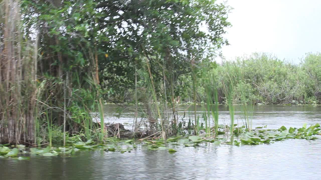 佛罗里达大沼泽地视频素材