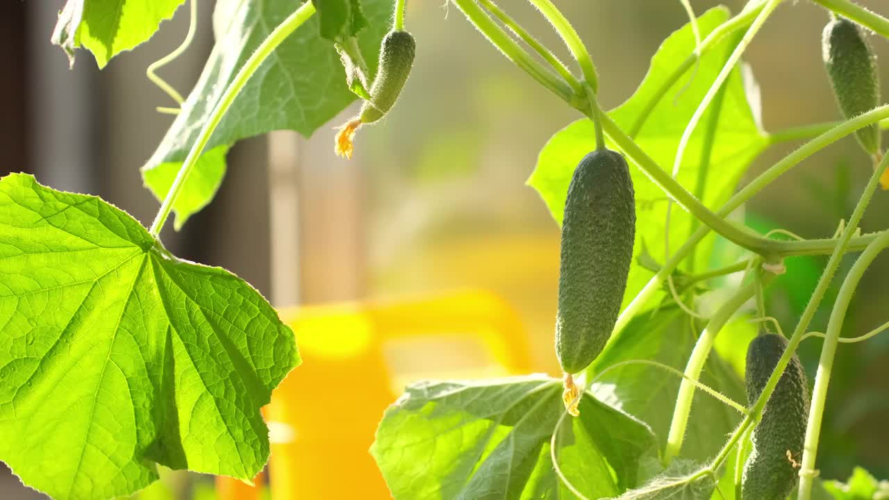 在花园农村温室阳光背景下种植黄瓜、蔬菜挂枝视频素材