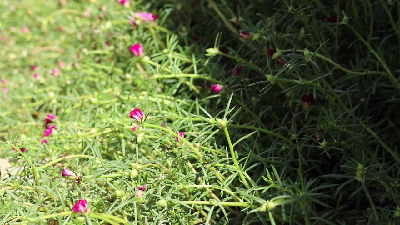 马齿苋的幼洋红色花和绿芽视频下载