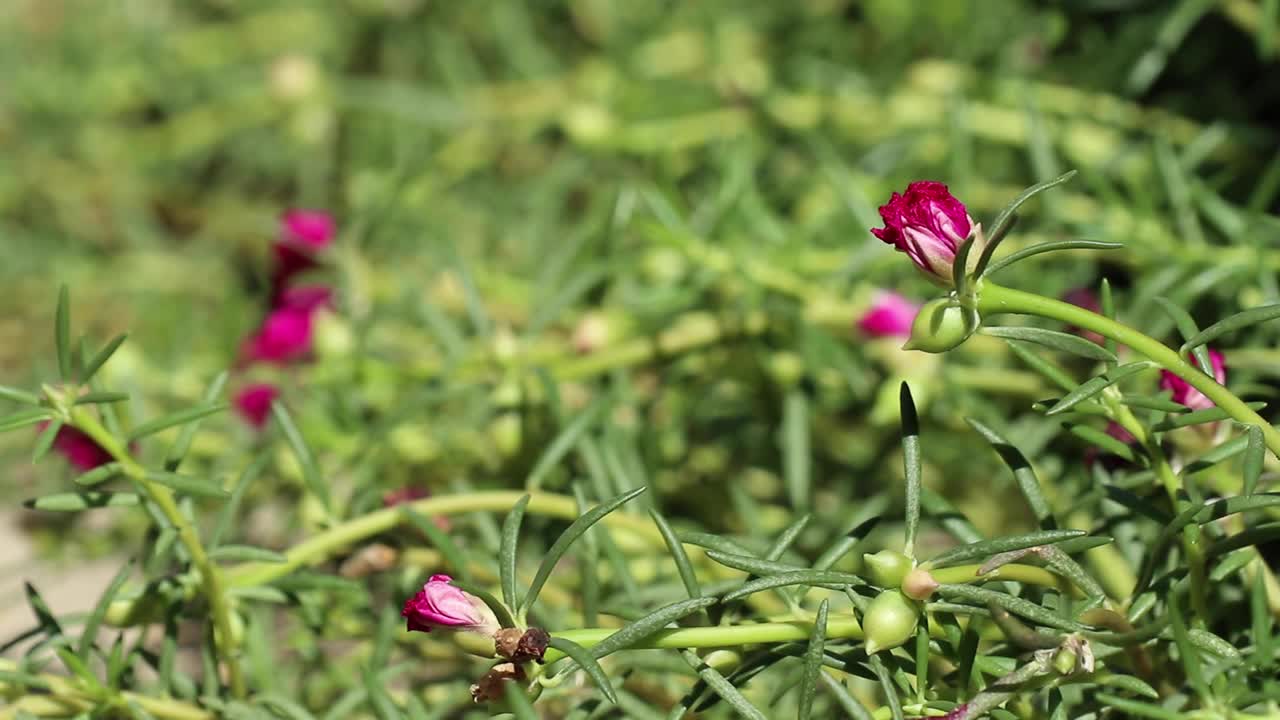 马齿苋的幼洋红色花和绿芽视频下载