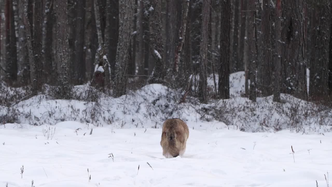 白俄罗斯，两只狼和死去的马鹿，在雪地和冬天的森林里奔跑视频素材