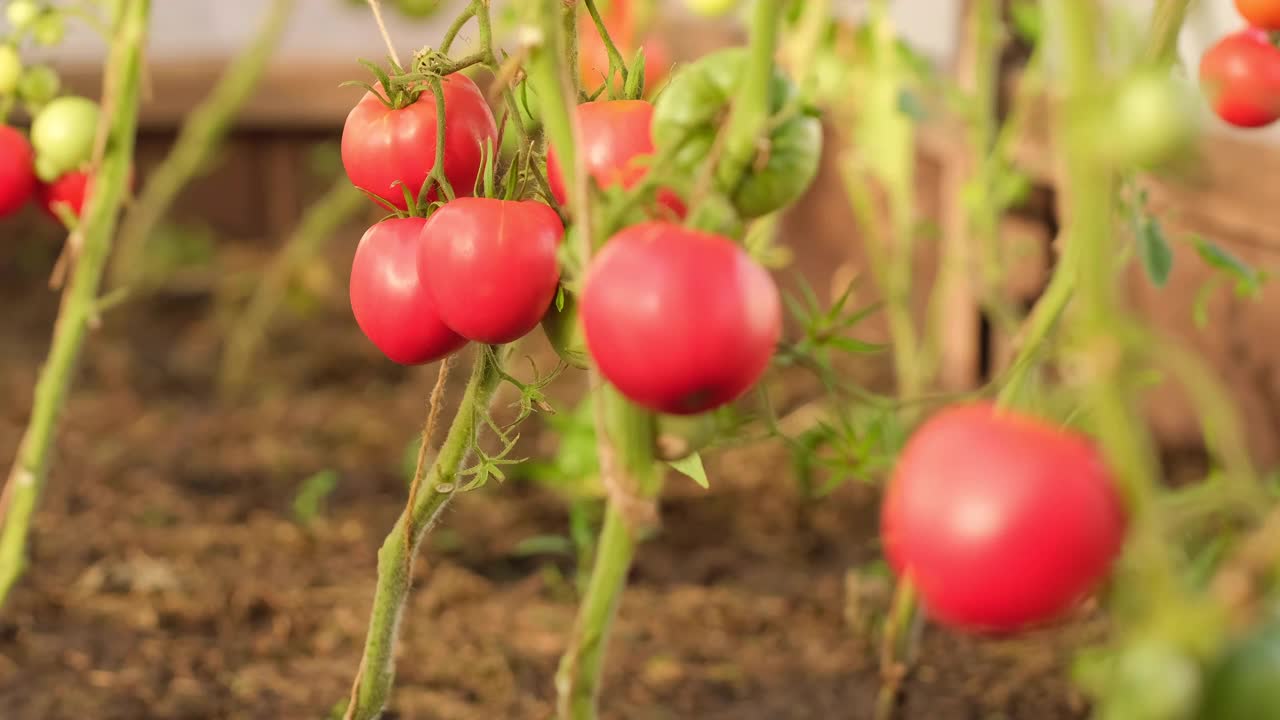 生长在植物上，番茄、蔬菜挂在枝头视频素材