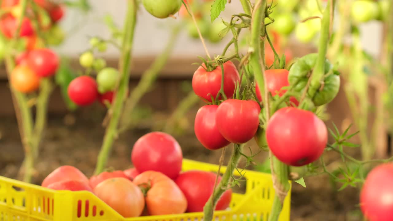 农夫的手采摘西红柿，种植西红柿蔬菜视频素材