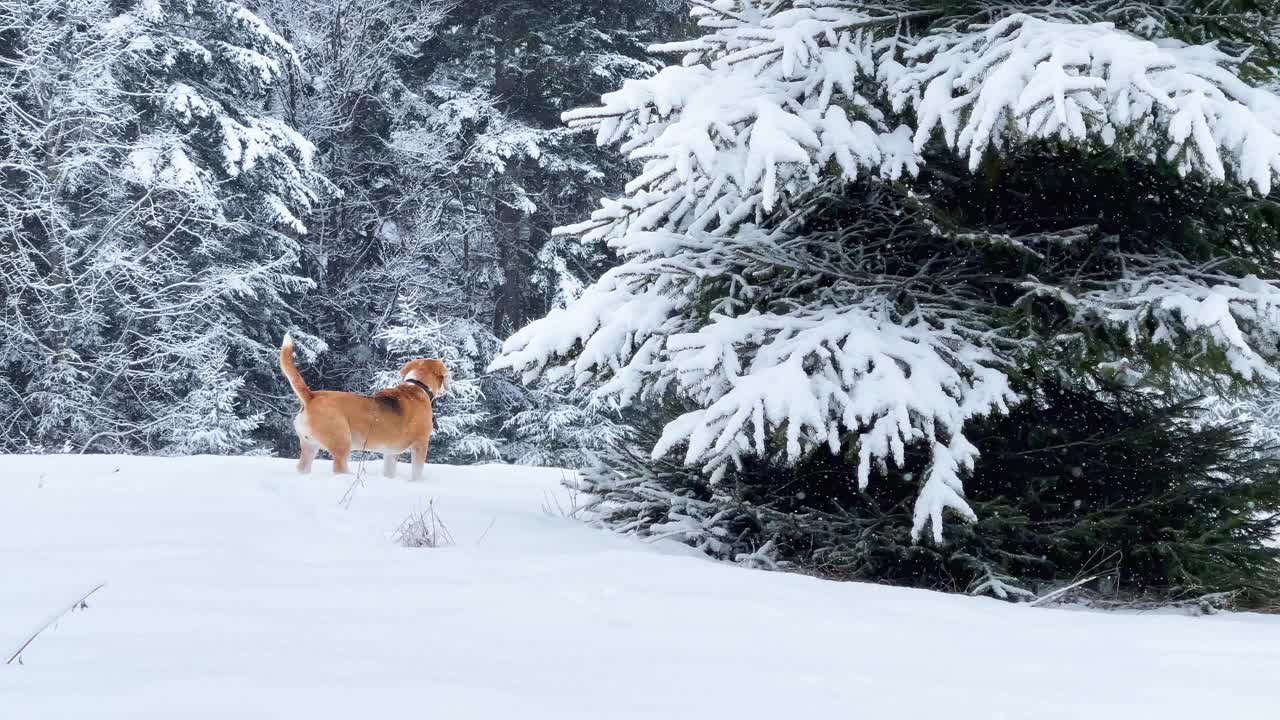 活跃的比格犬在雪原云杉森林散步。它在深深的雪地里奔跑和跳跃。冬季散步与宠物概念4K视频。视频素材