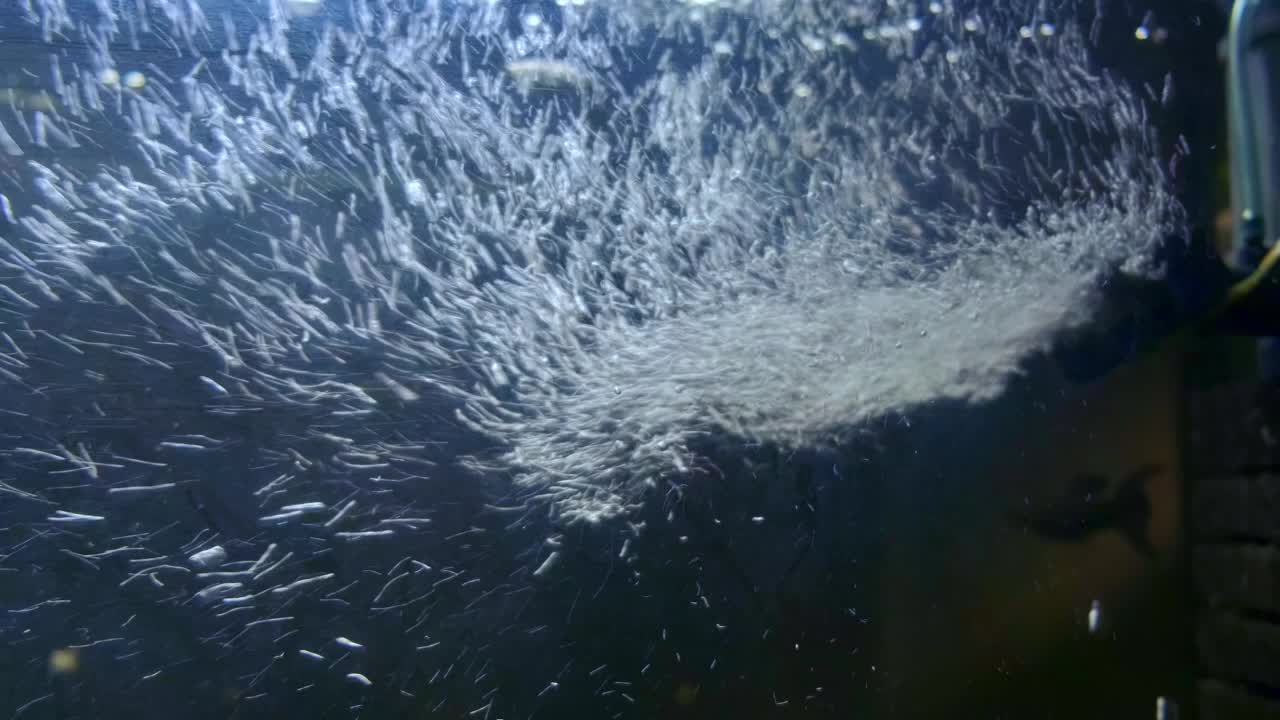 气泡水族馆在黑色背景。慢动作视频素材