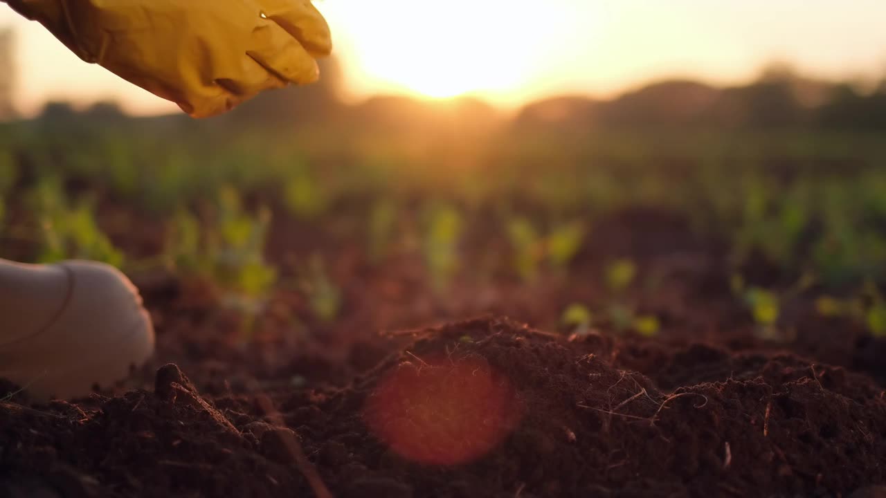 农妇手戴黄手套种植绿色植物幼苗视频素材