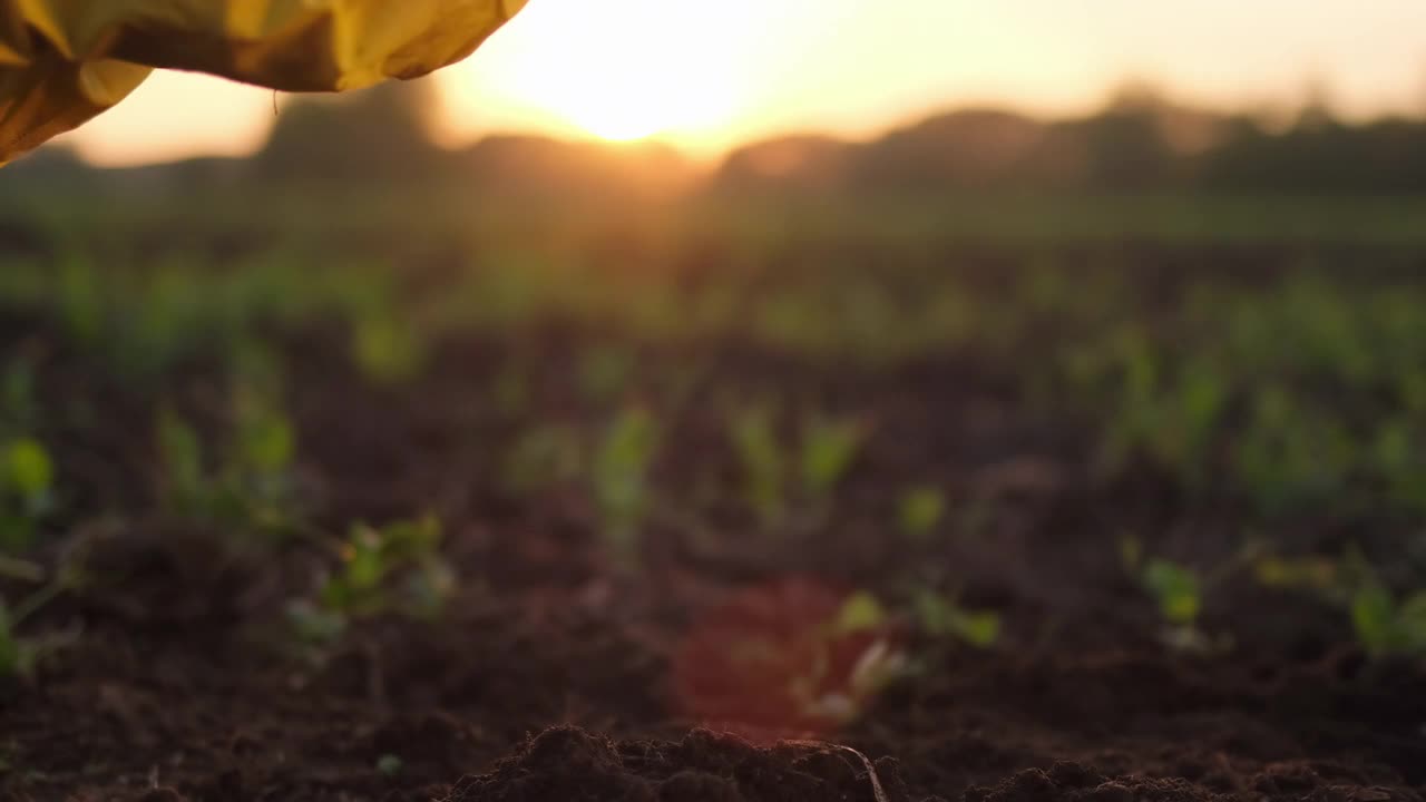 农妇手戴手套种植绿色植物幼苗视频素材