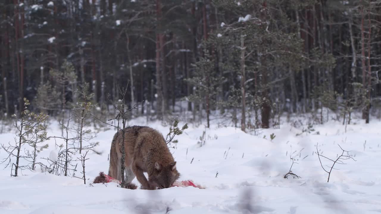 白俄罗斯，两只狼和死去的马鹿，在雪地和冬天的森林里奔跑视频素材