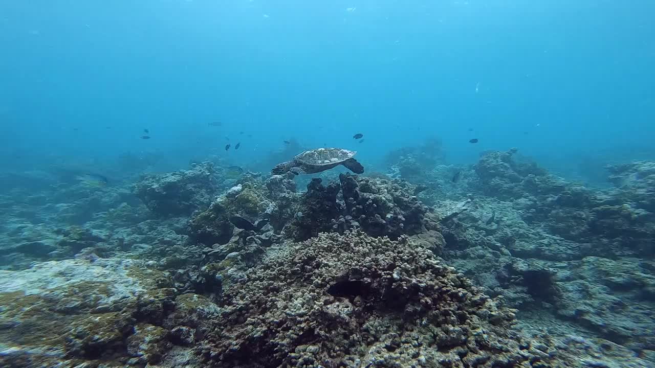 游泳乌龟的特写视频素材