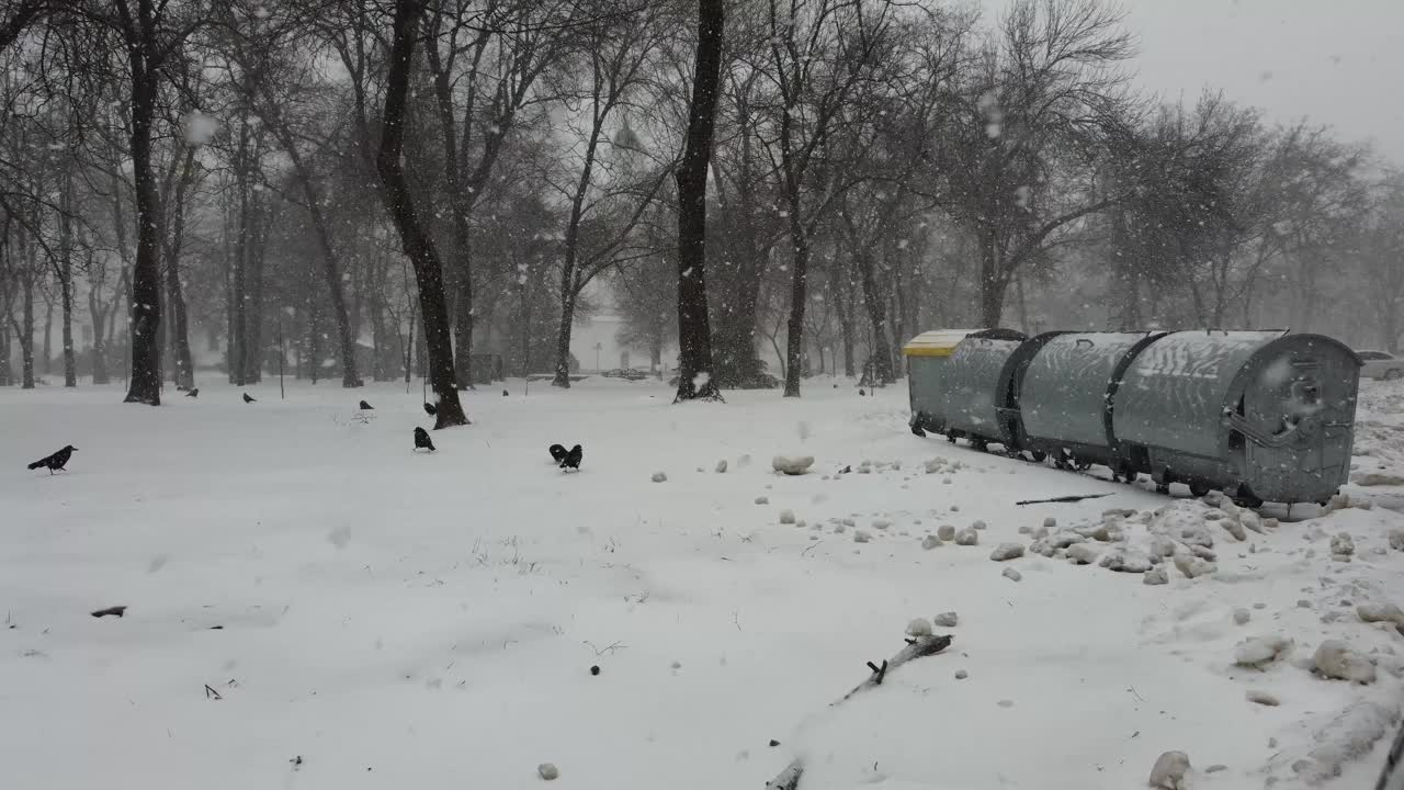 黑色乌鸦坐在金属垃圾桶附近，试图寻找一些食物在冬天。黑白照片视频素材