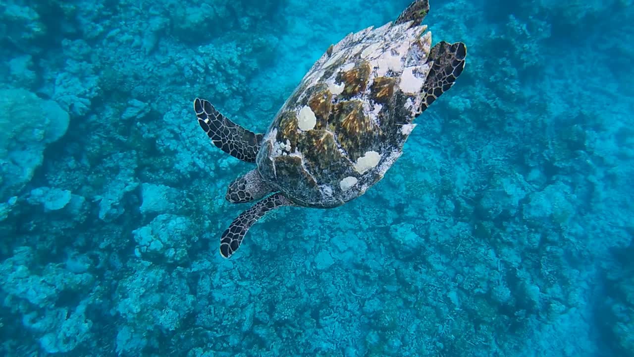 海龟游泳视频素材