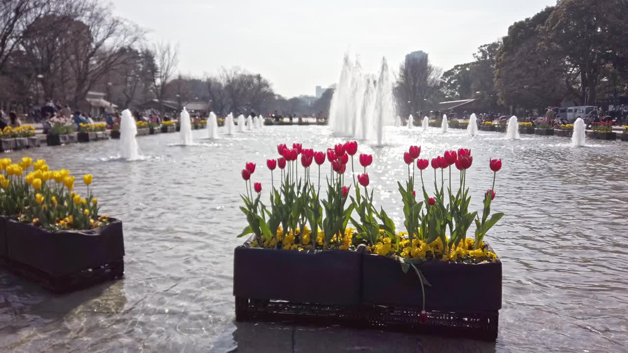 一个带有喷泉和郁金香花圃的池塘，位于东京大东区上野公园视频素材