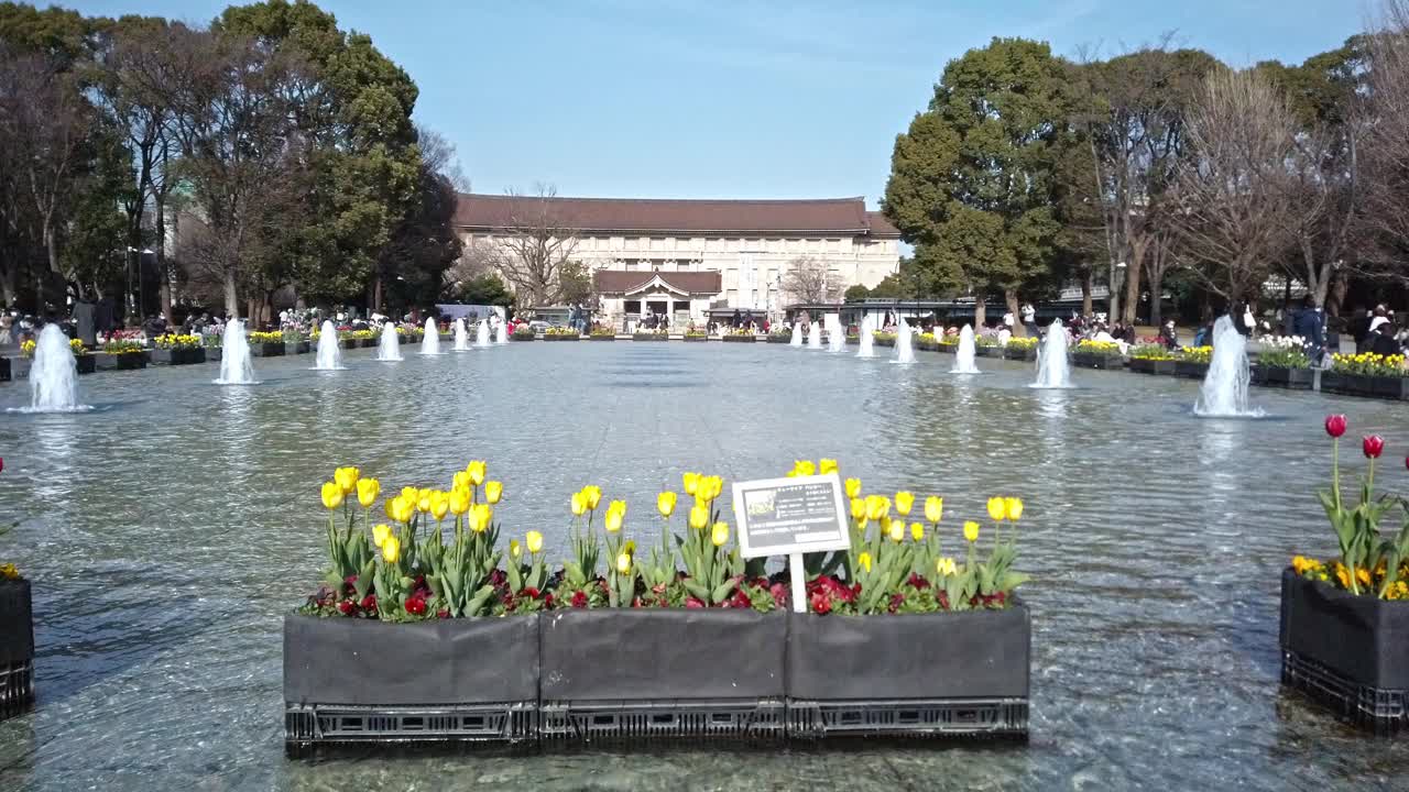 一个带有喷泉和郁金香花圃的池塘，位于东京大东区上野公园视频素材