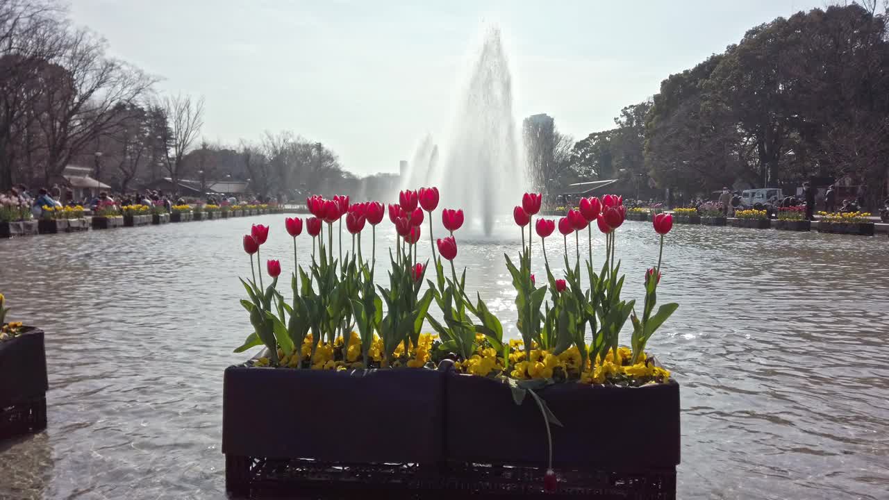 一个带有喷泉和郁金香花圃的池塘，位于东京大东区上野公园视频素材