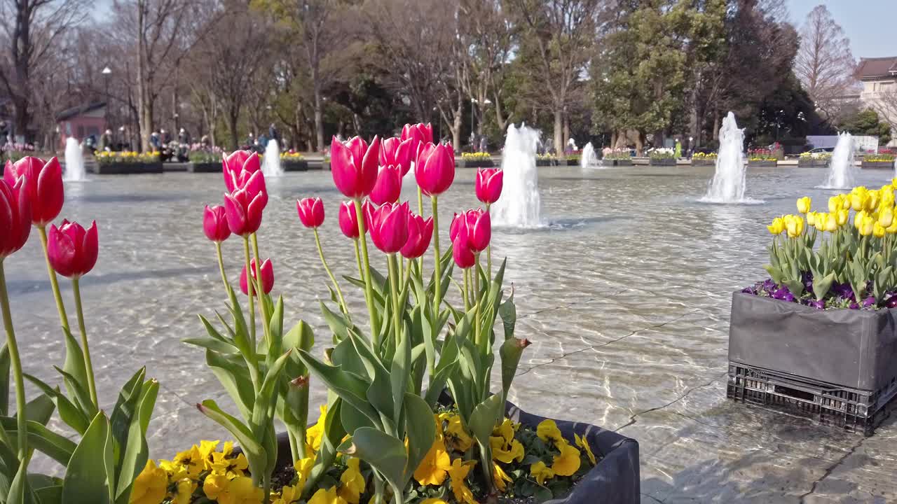 一个带有喷泉和郁金香花圃的池塘，位于东京大东区上野公园视频素材