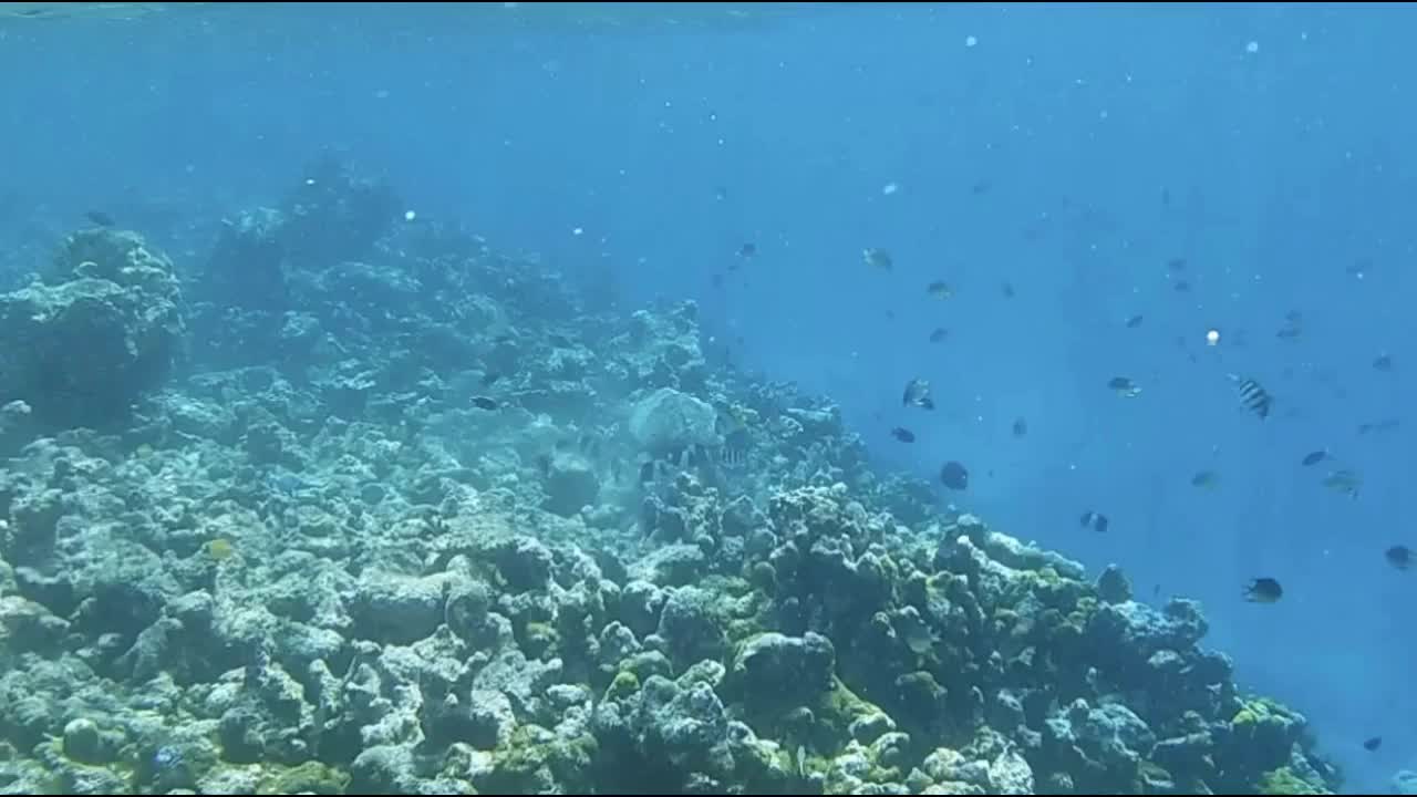 海龟游泳视频素材