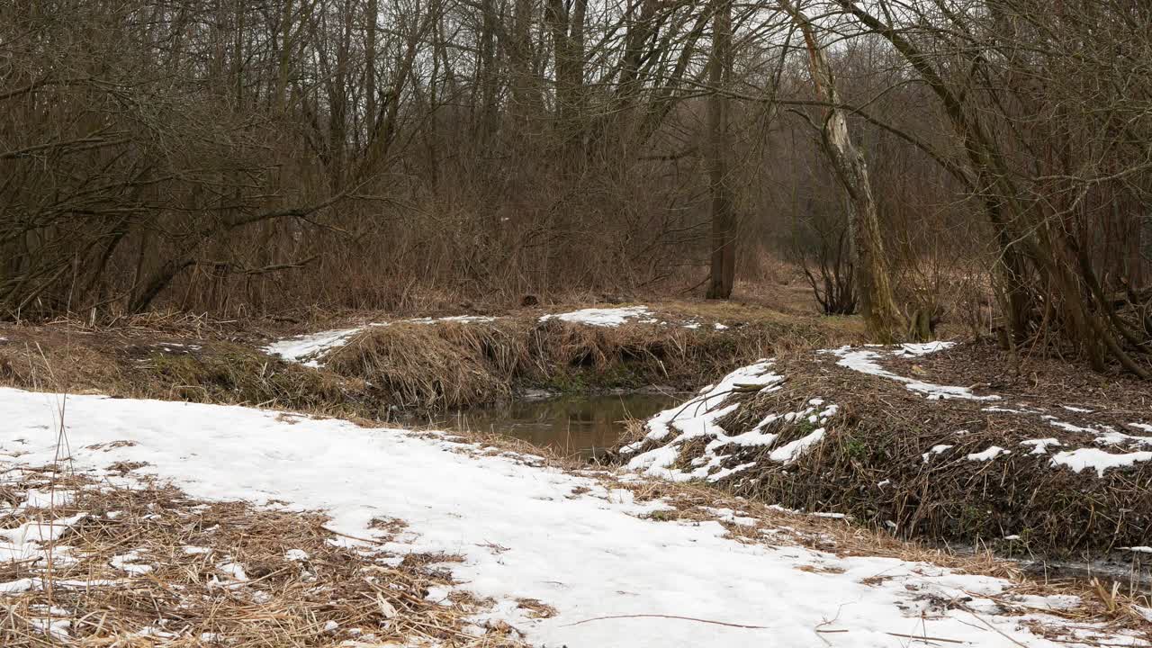 小溪在春天的森林里。森林里在早春下雪视频素材