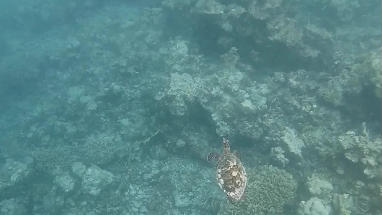 在珊瑚苇丛中游泳的海龟视频素材