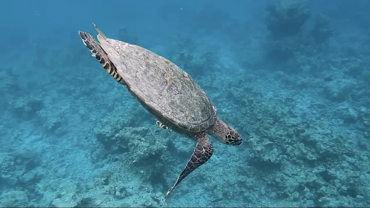 在珊瑚苇丛中游泳的海龟视频素材