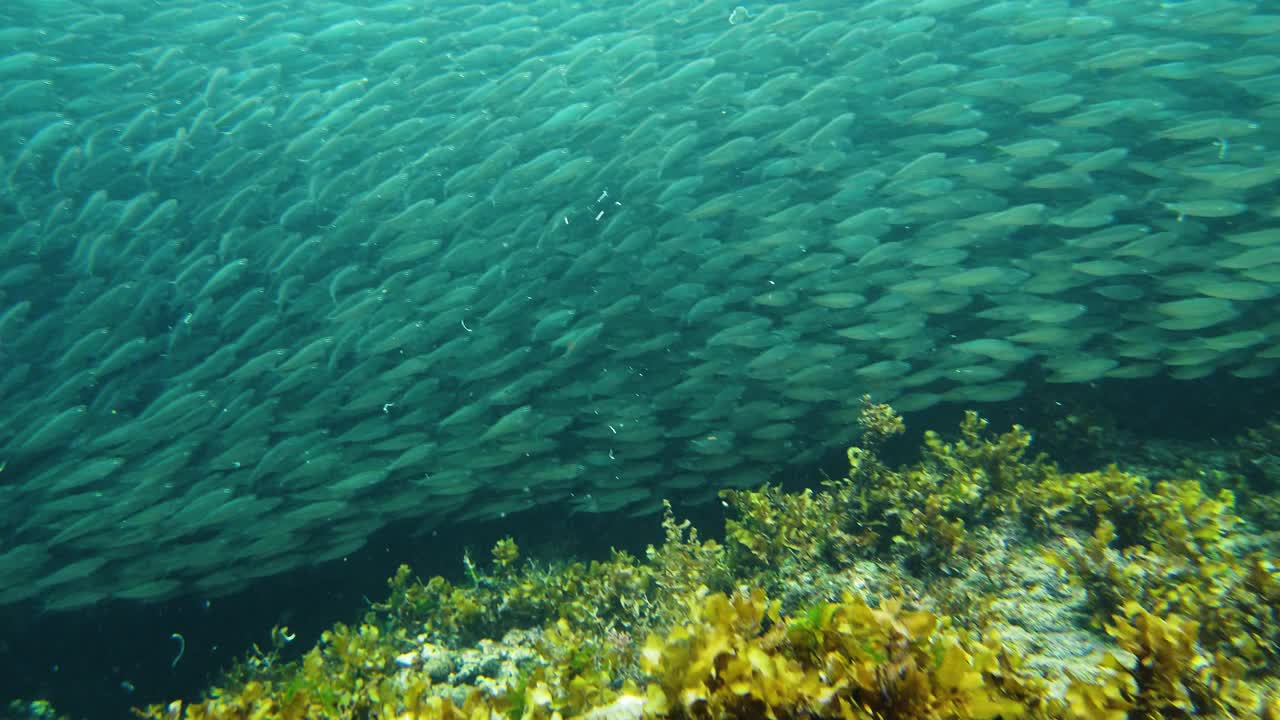 海里的沙丁鱼群。保和、菲律宾视频素材