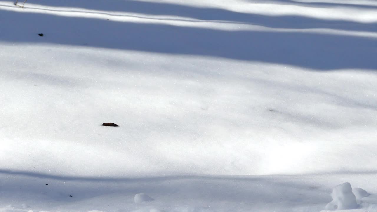 近距离从人走在雪地上在冬天的季节视频素材